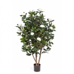 Camelia struik 150cm creme